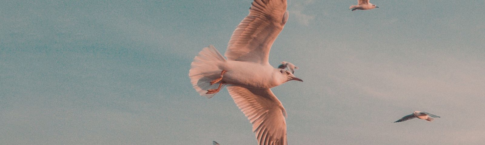 PROSIGHT Slovensko header image